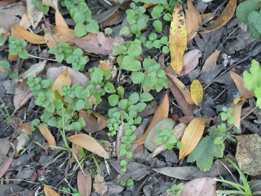 Satureja Douglasii