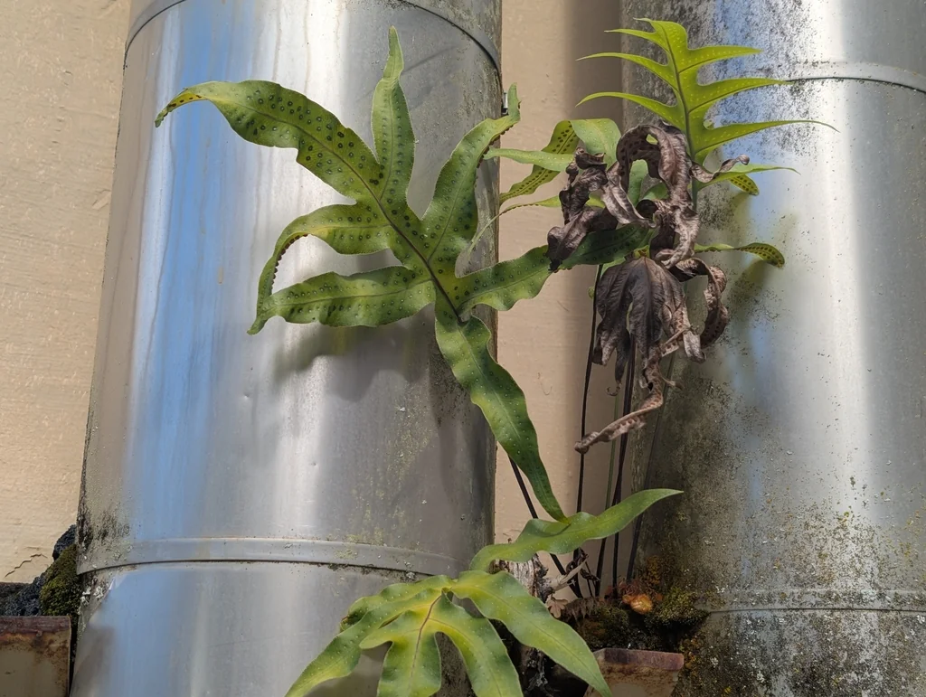 Phlebodium Aureum