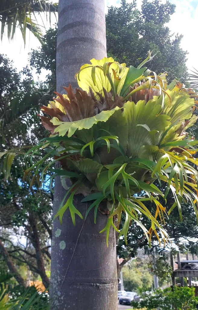 Platycerium bifurcatum