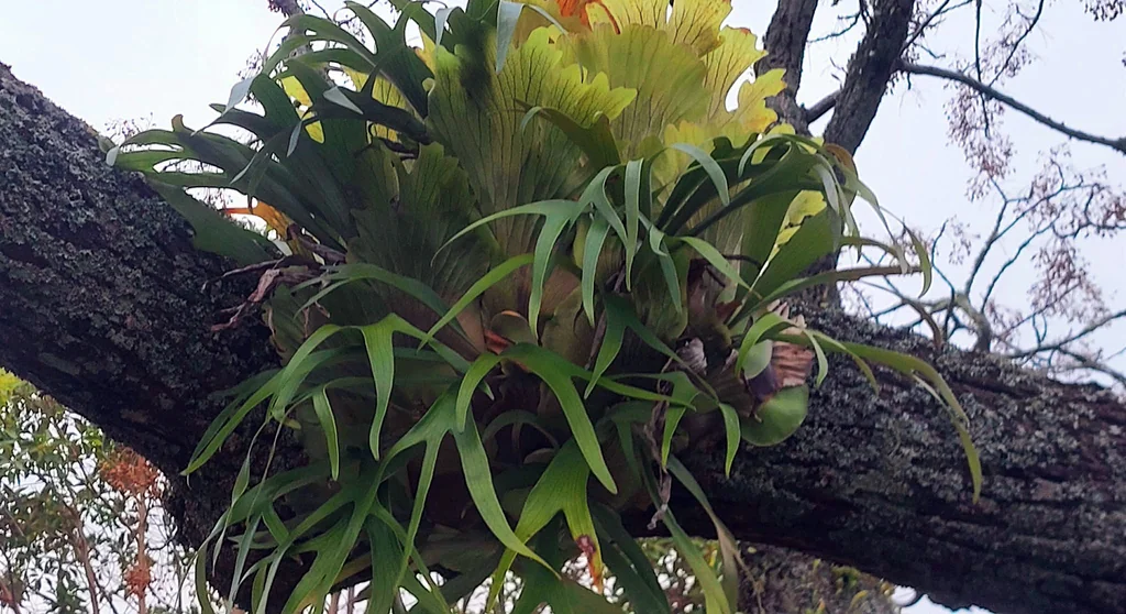 Platycerium bifurcatum