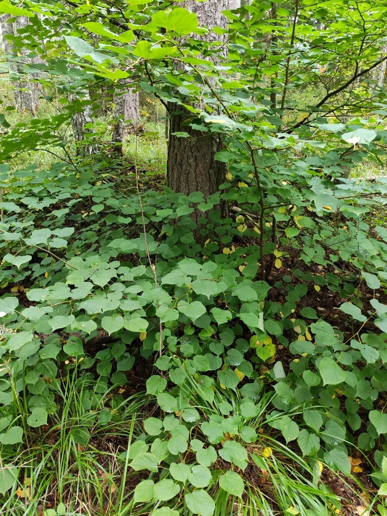 Tilia Cordata