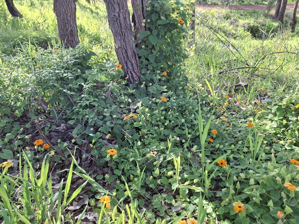 Thunbergia alata