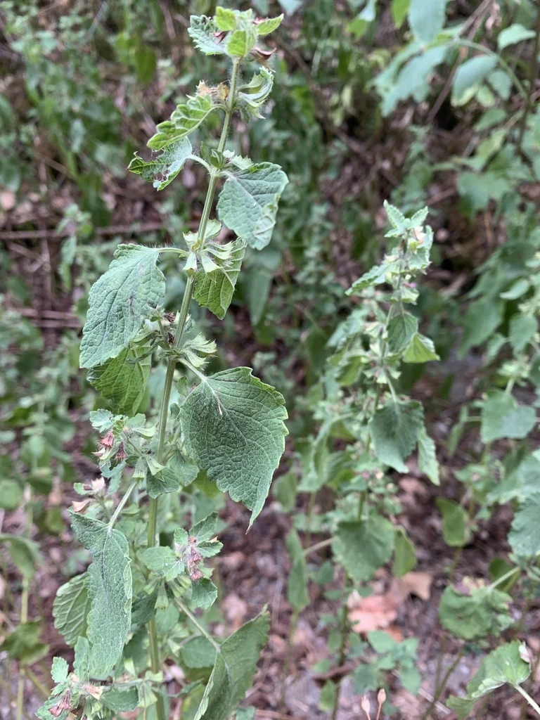 Melissa Officinalis