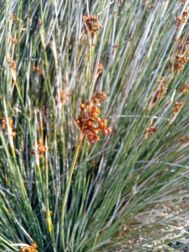 Juncus Acutus