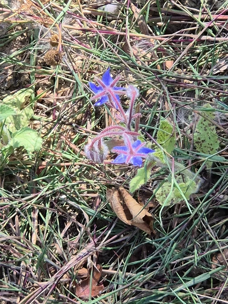 Borago Officinalis