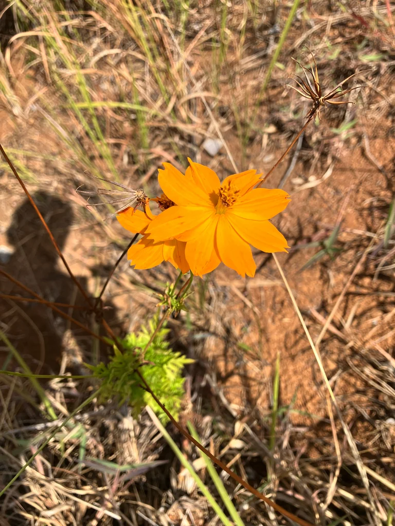 Cosmos Sulphureus