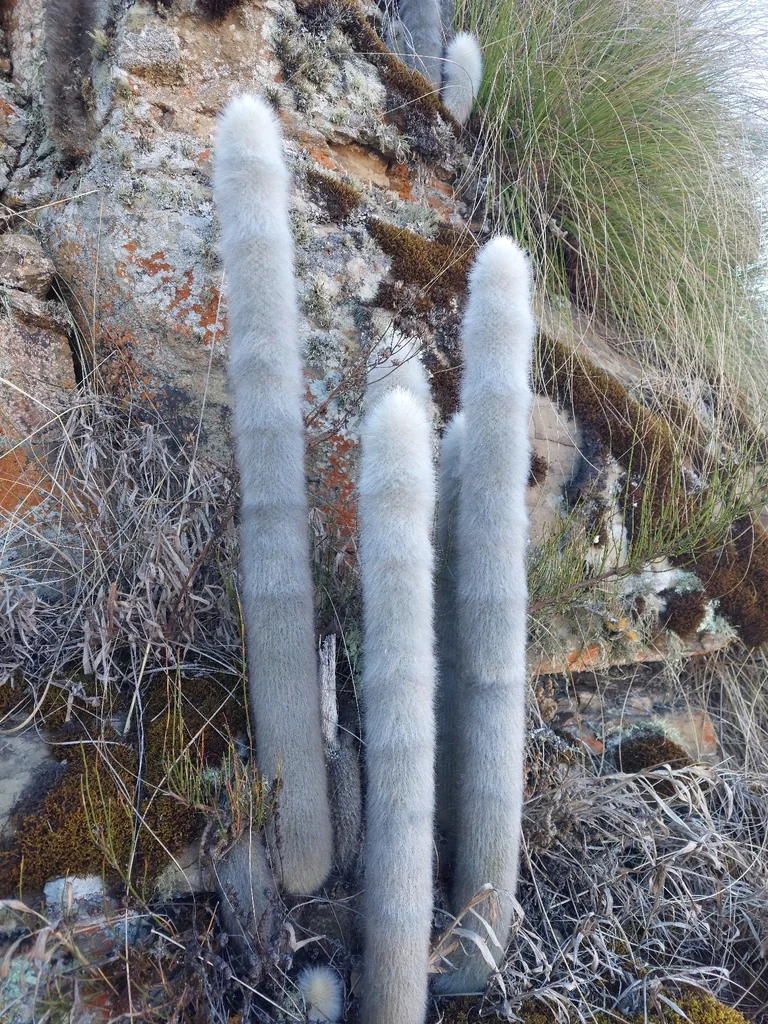Cleistocactus Strausii