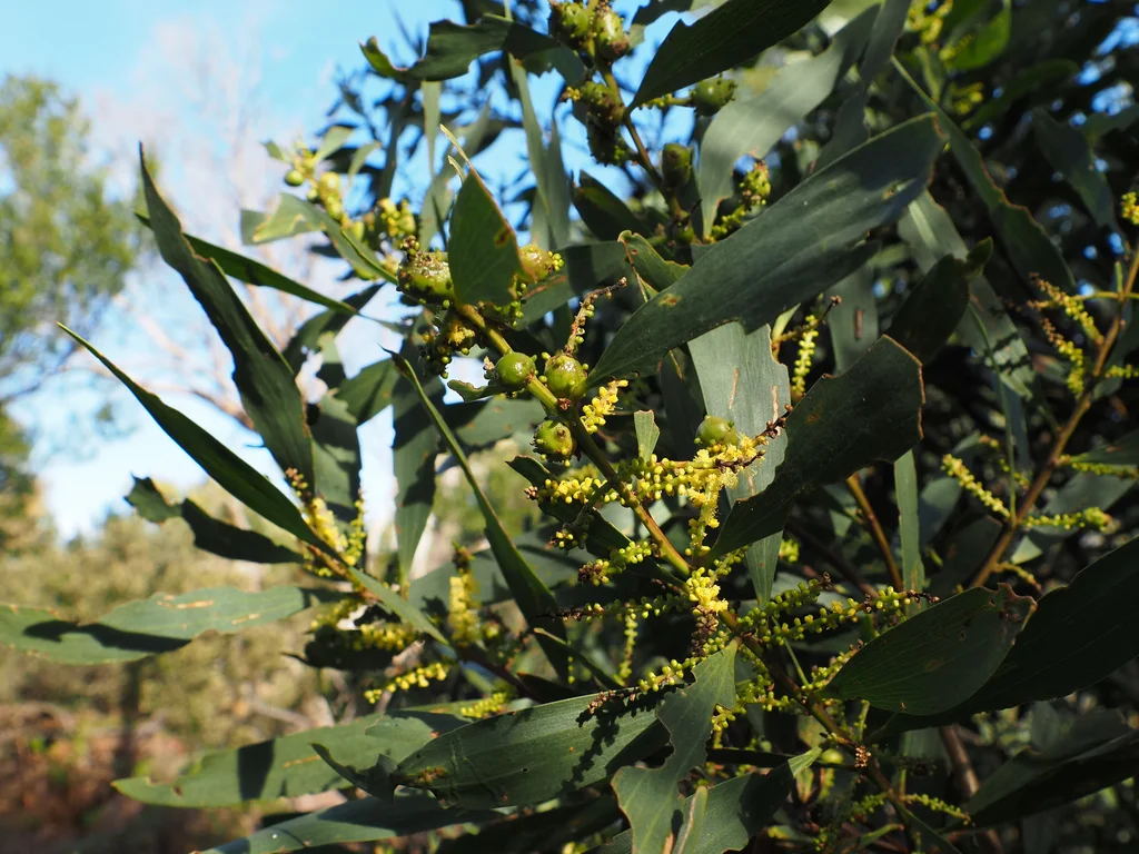 Acacia Longifolia