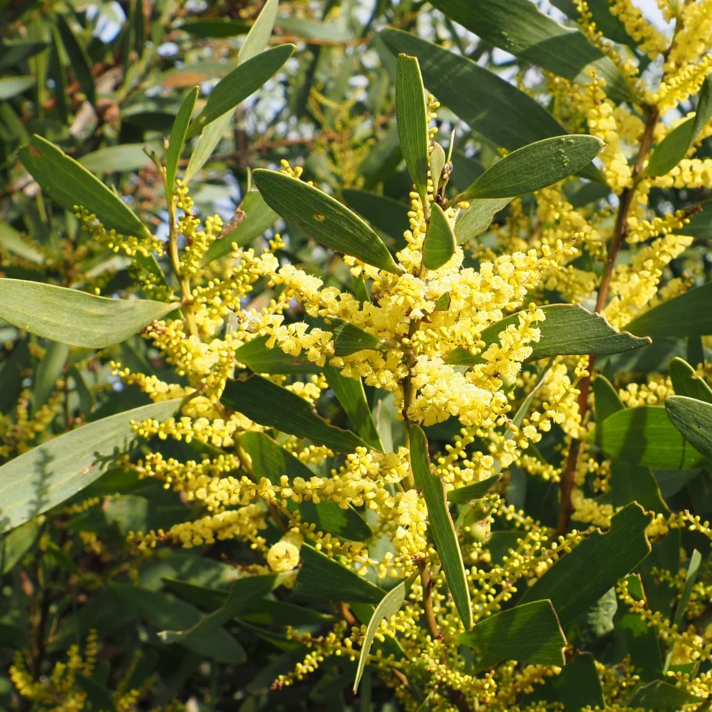 Acacia Longifolia