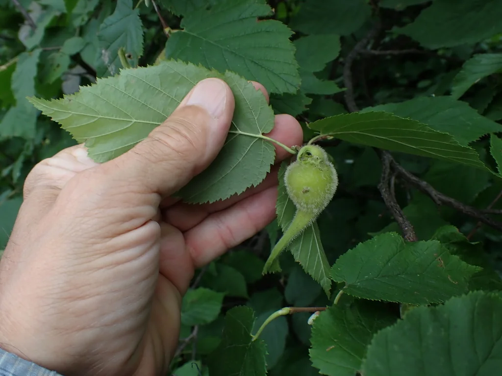 Corylus Cornuta
