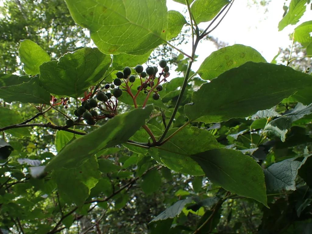 Cornus Alternifolia
