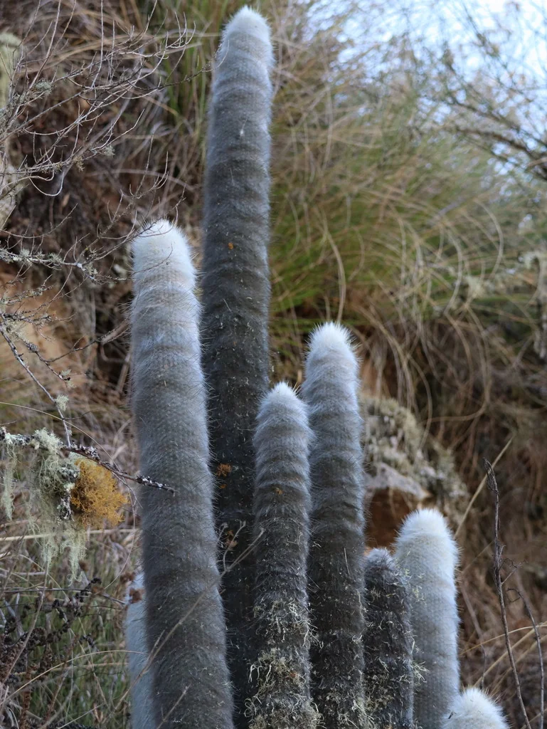Cleistocactus Strausii