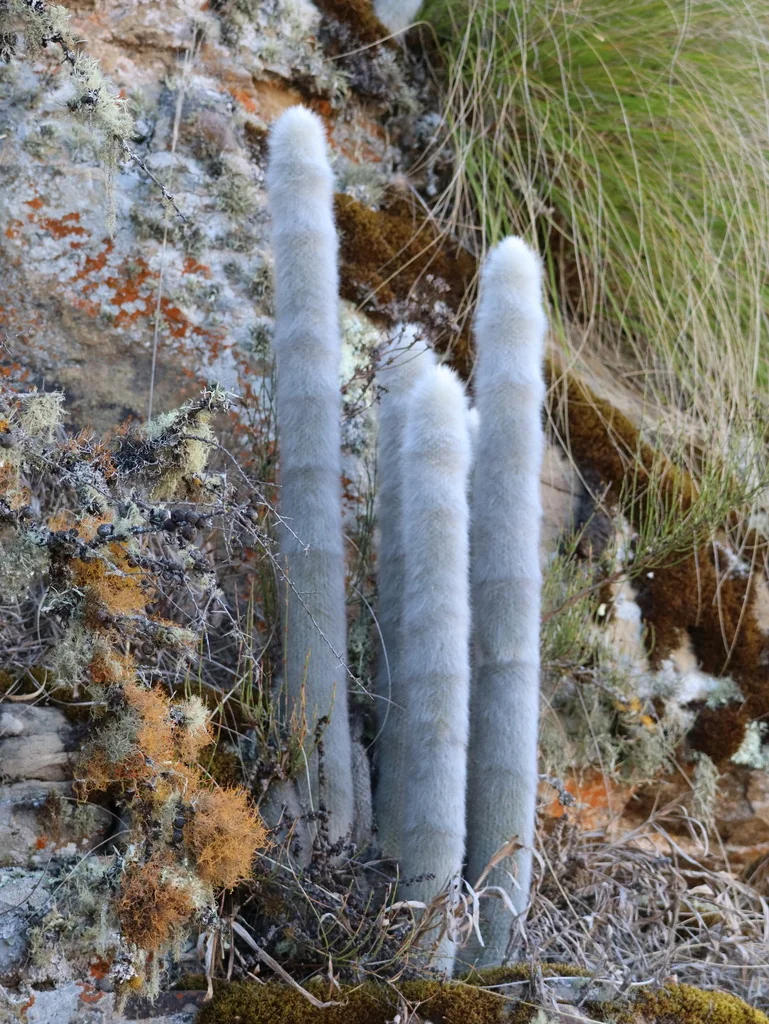 Cleistocactus Strausii