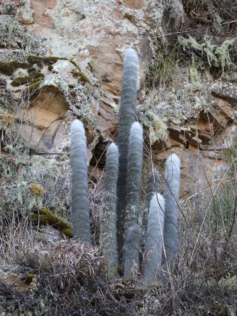 Cleistocactus Strausii