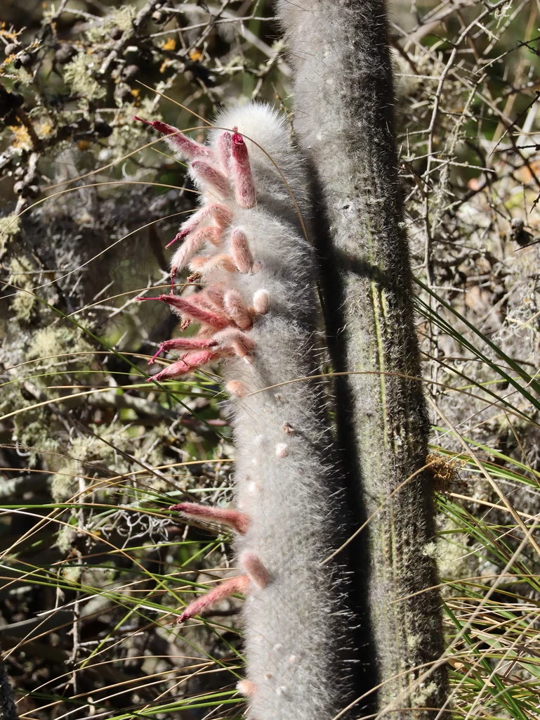 Cleistocactus Strausii