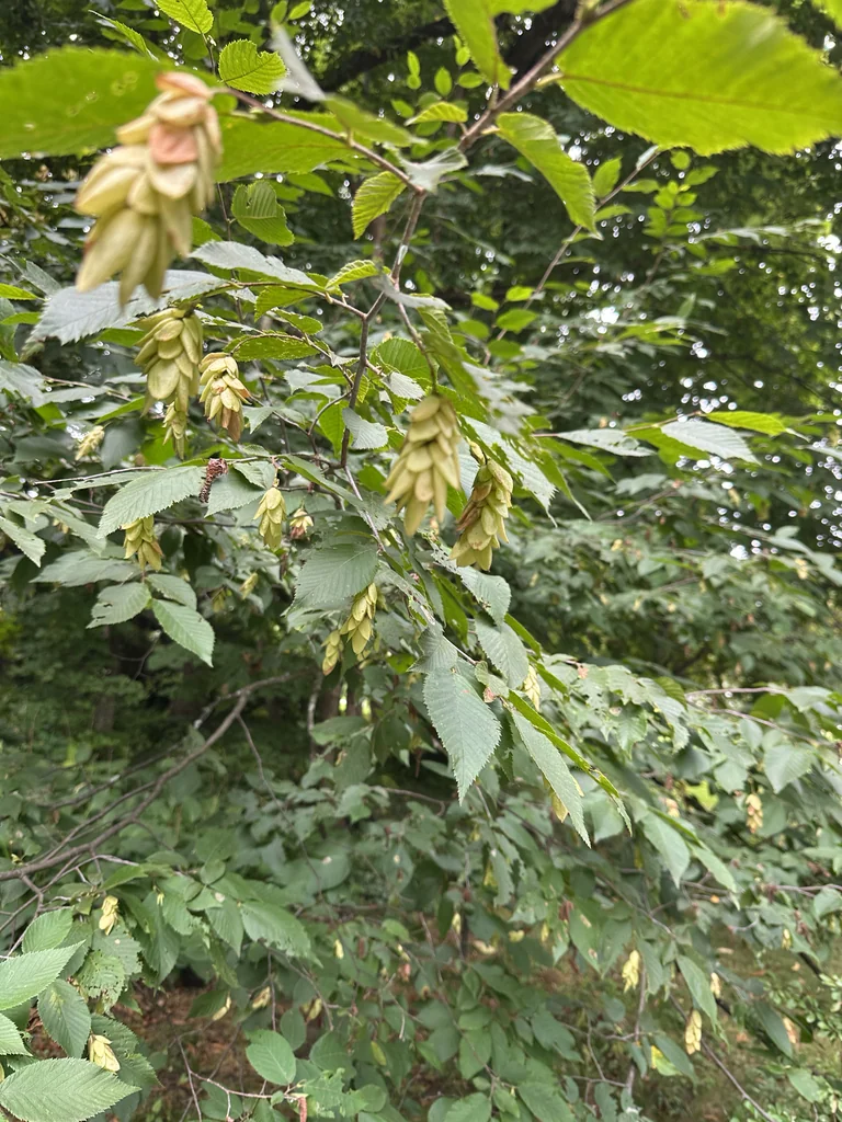 Ostrya Virginiana