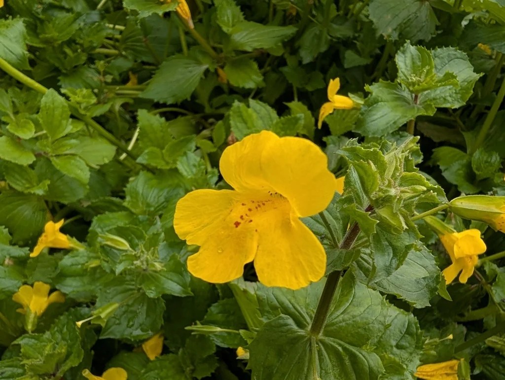 Mimulus Guttatus
