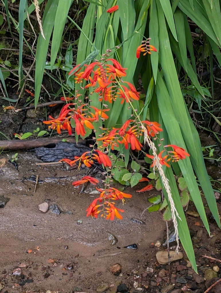 Crocosmia X Crocosmiiflora