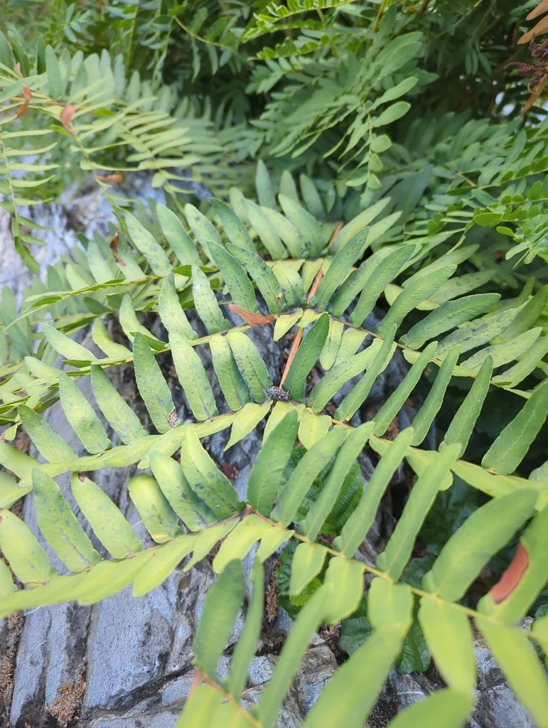 Osmunda Regalis