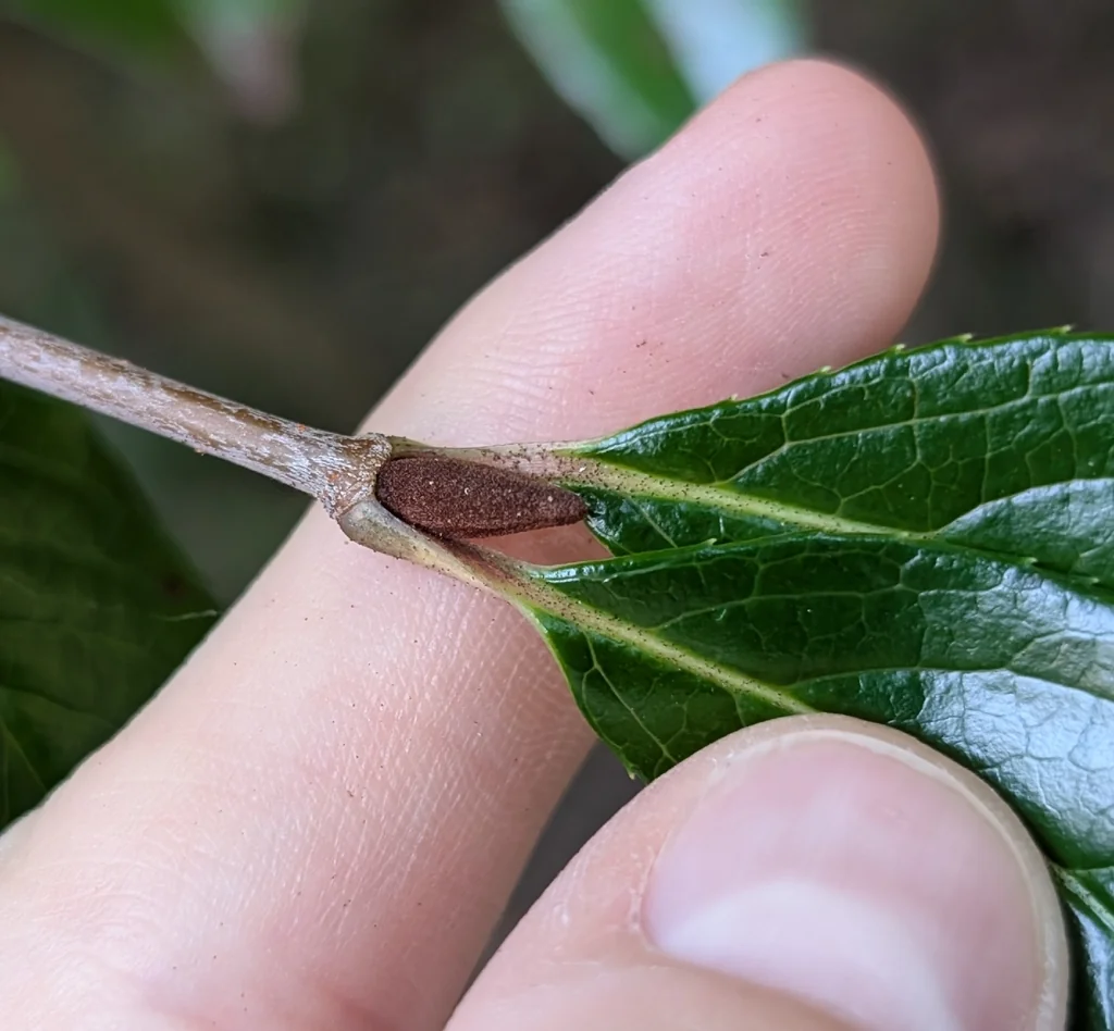 Viburnum rufidulum