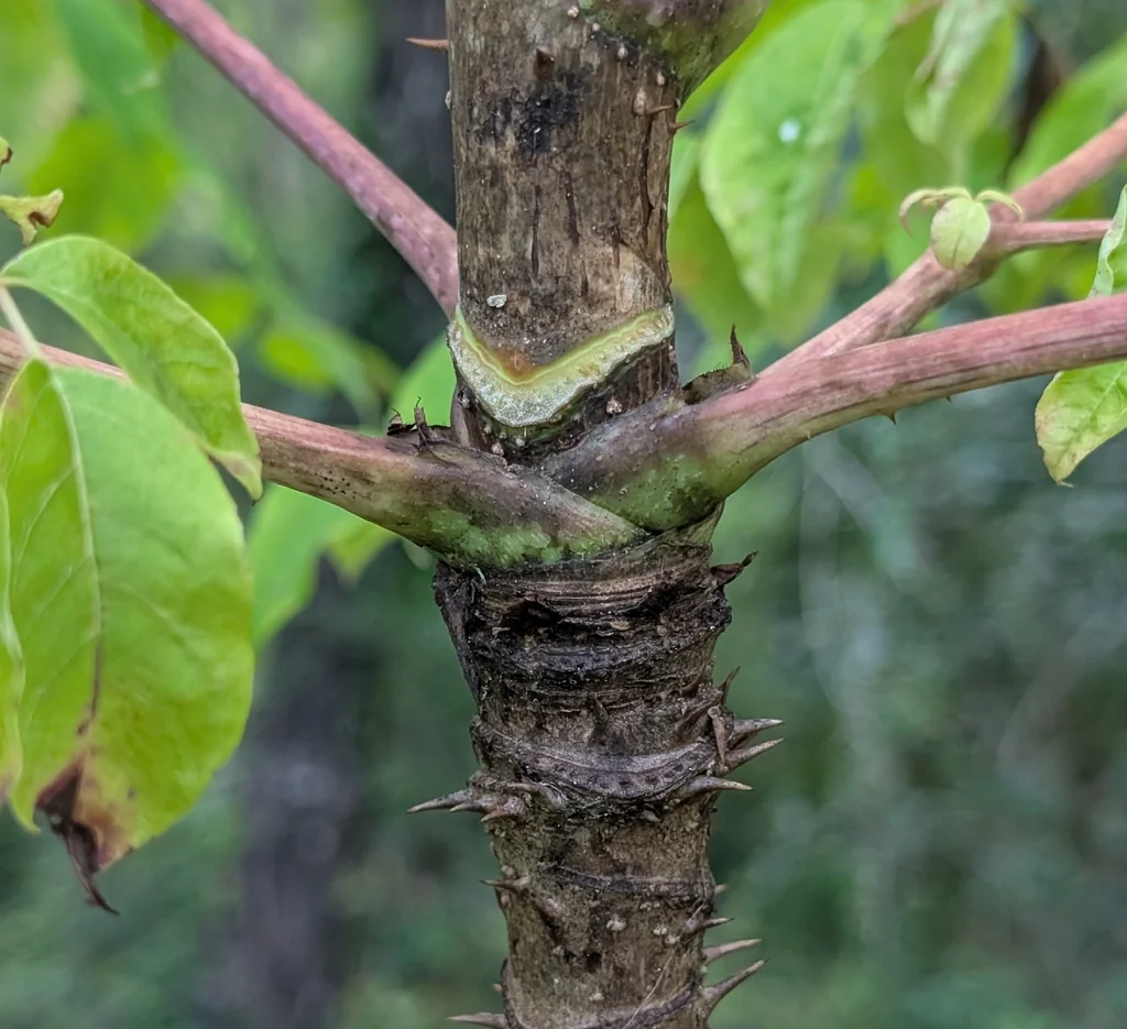 Aralia Spinosa
