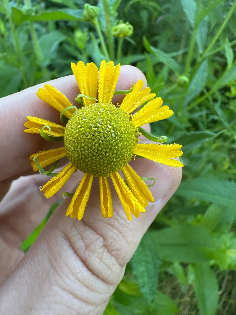 Helenium Autumnale