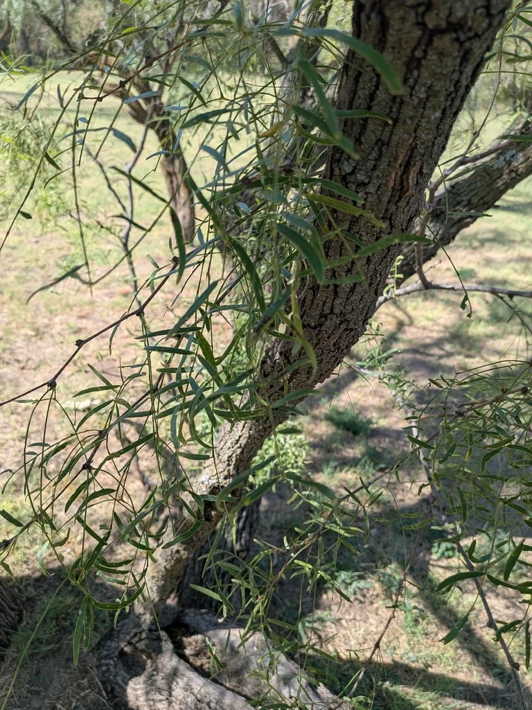 Prosopis Glandulosa