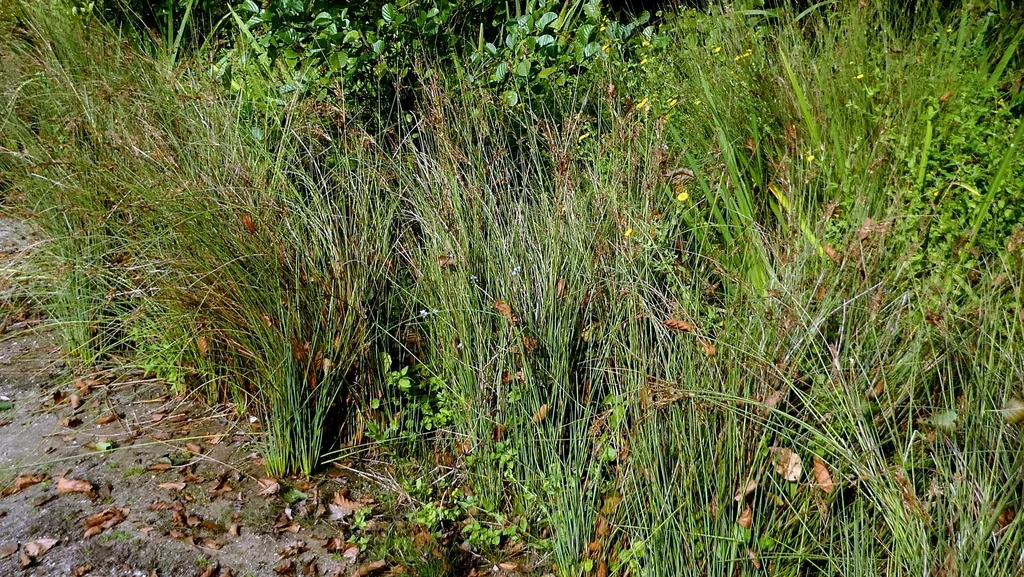 Juncus inflexus