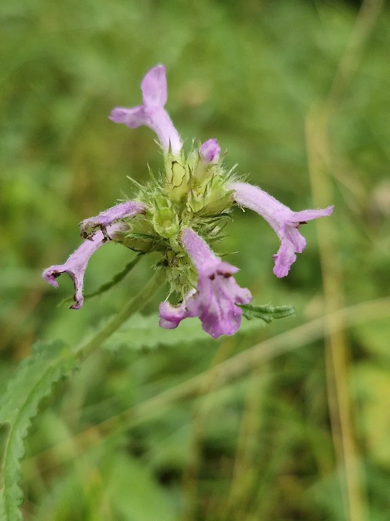 Stachys Officinalis