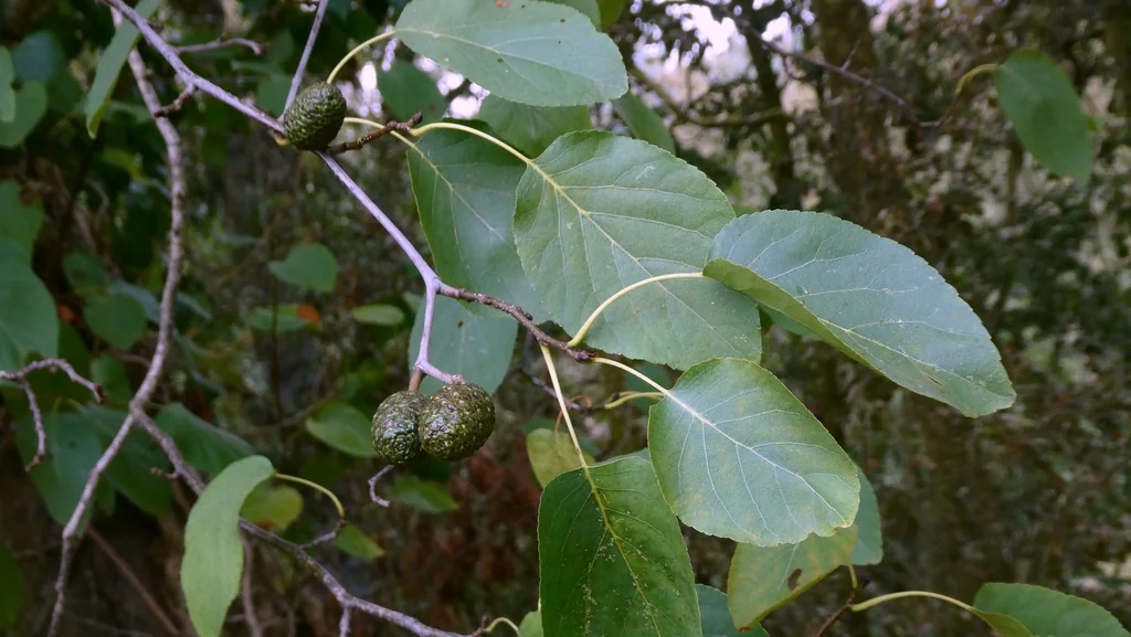 Alnus Cordata