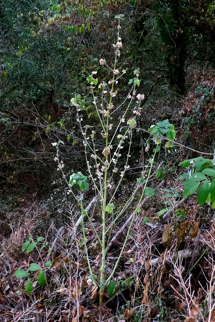 Lavatera Arborea