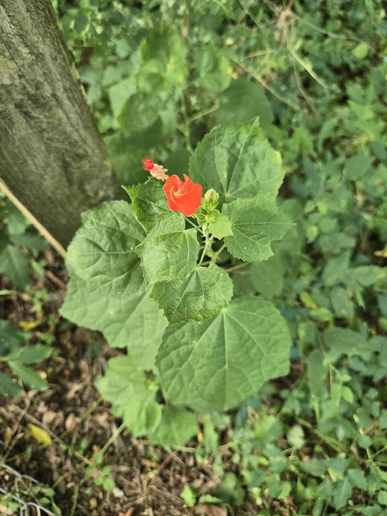 Malvaviscus Arboreus