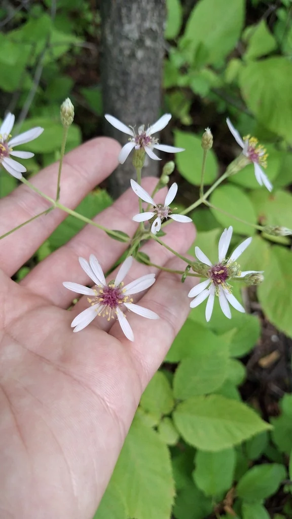 Aster Macrophyllus