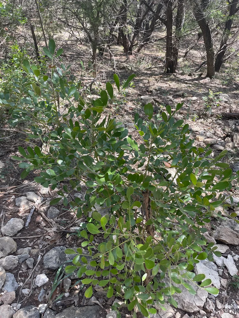 Sophora Secundiflora