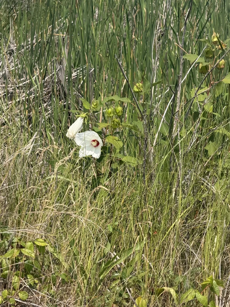 Hibiscus Moscheutos