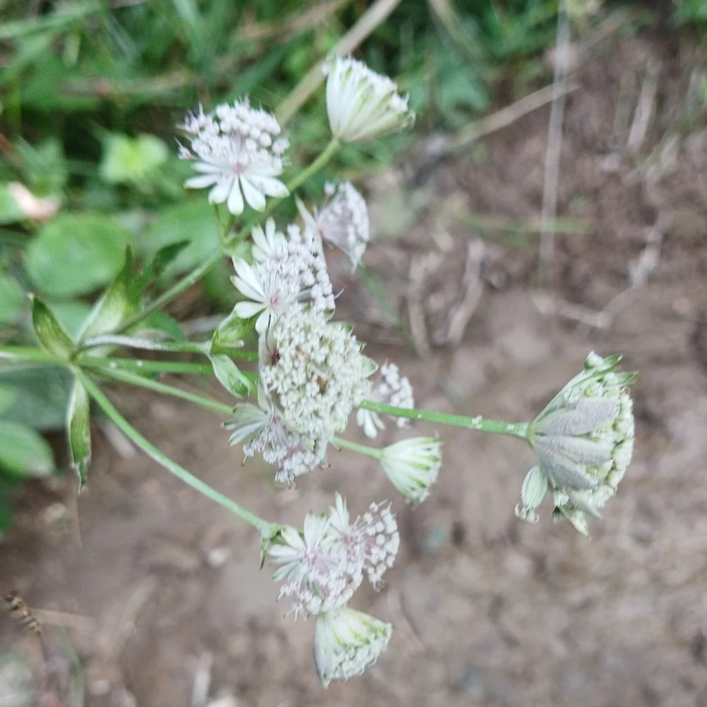 Astrantia Major