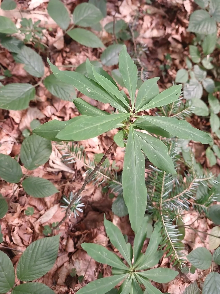 Daphne Mezereum