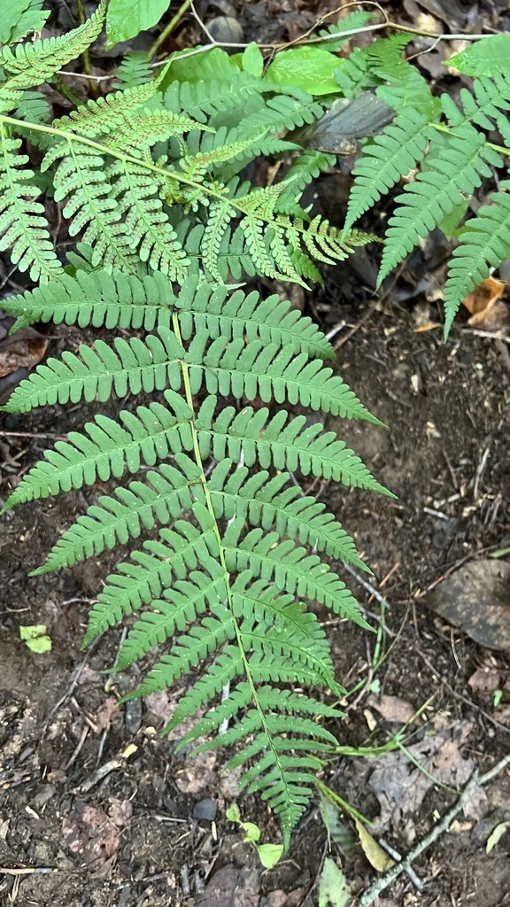 Dryopteris Marginalis