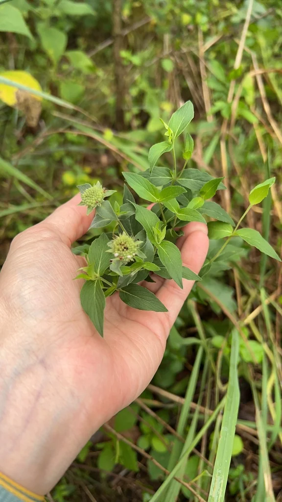 Pycnanthemum Muticum