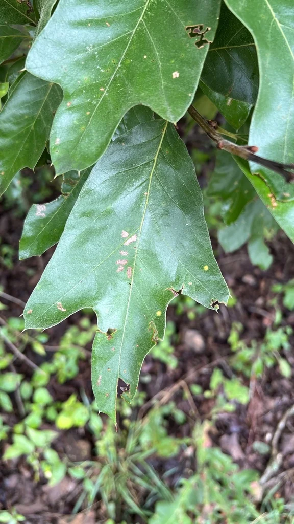 Quercus Falcata