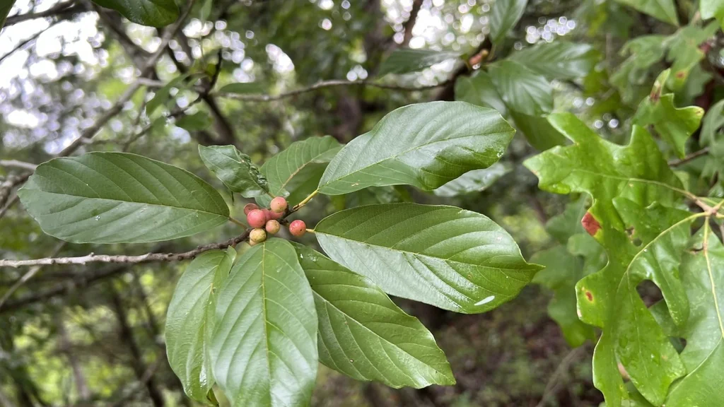 Rhamnus Caroliniana