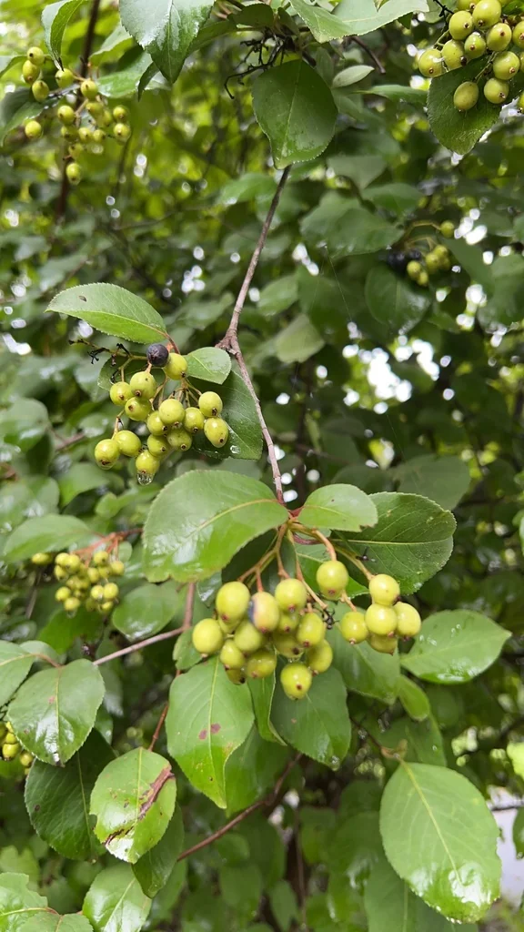 Viburnum Prunifolium
