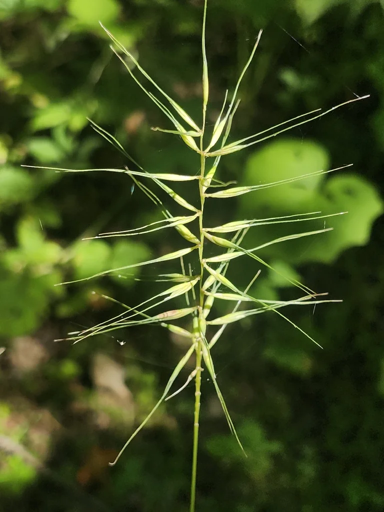 Elymus Hystrix