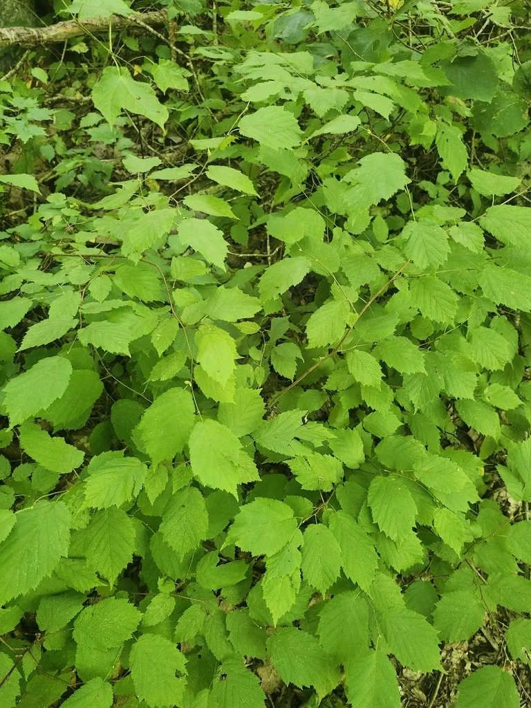 Corylus Cornuta
