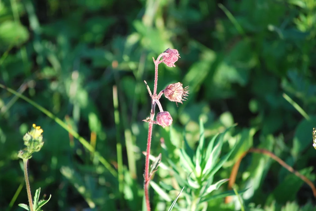 Geum Triflorum