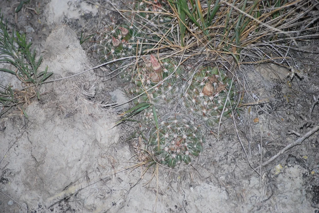 Escobaria Vivipara