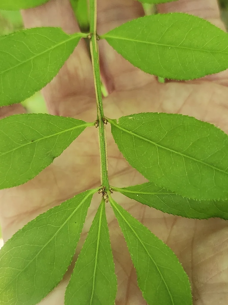 Euonymus Alatus