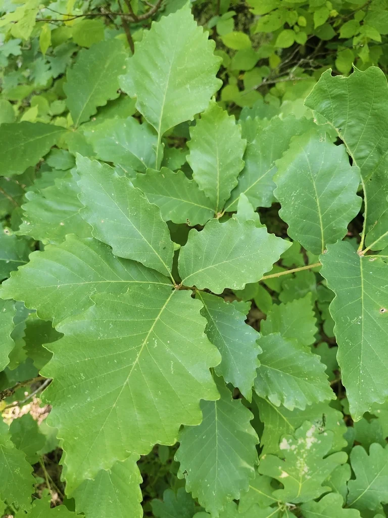 Quercus Montana