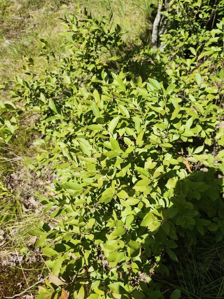 Gaylussacia Baccata