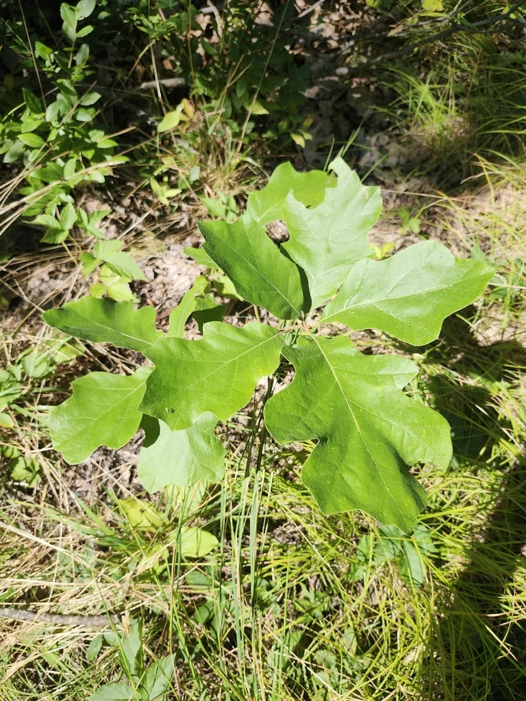Quercus velutina